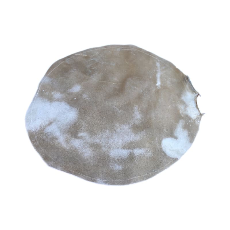 Dest peau de chameau SFT-302 peau de remplacement pour tombak persan